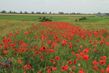 Obraz premium field of red poppies in spring