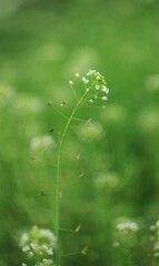 green flower and leaves in the morning sun