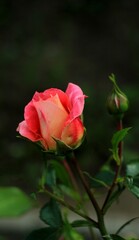 red orange rose in the green garden