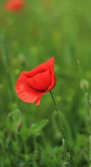 Obraz premium red poppy in the green garden