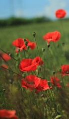 red poppy in the field