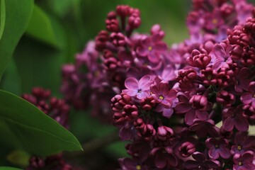 Lilac flowers in a green garden
