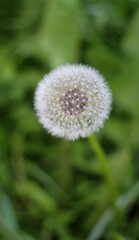 dandelion grows in a green park