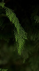 Green fern in the forest