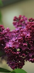 close up of flower  lilac 