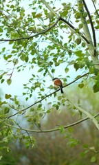 Coloured unusual bird on a branch