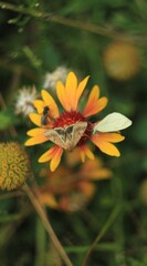 butterfly and bee yellow flower