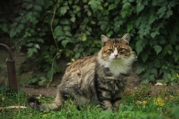 cat  sits in the  green grass