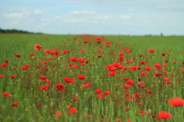 field of red poppies and sky