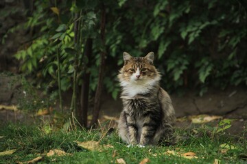 cat sitting on the grass