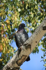 Grey Pigeon on a branch