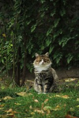 Amazing cat in the forest