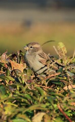 Fototapeta premium a small sparrow sits on a branch
