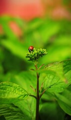 Red ladybug sitting on the green plants 