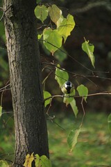 forest bird on a tree branch in the forest