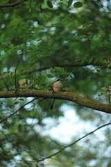 Fototapeta premium forest bird on a tree branch in the forest