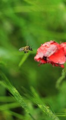 bee on a flower red poppy 