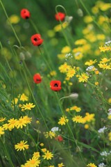 red poppy flower and yellow chamomile 