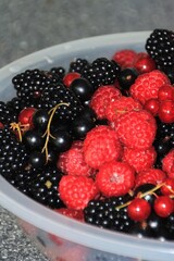 berries in a bowl, raspberry currant blackberry