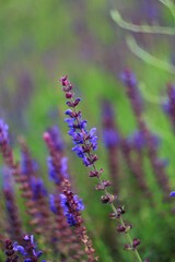 close up of  purple lavender flowers