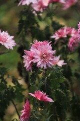 Fototapeta premium pink flowers in the garden