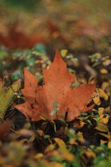 autumn leaves on the ground