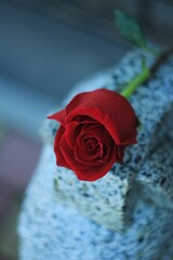 red rose on a grey background