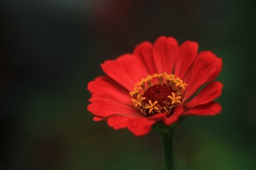 red flower macro on the green black background 