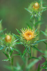 Forest yellow thorn on a green background
