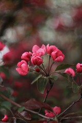 Obraz premium red rose bush on a tree in spring 