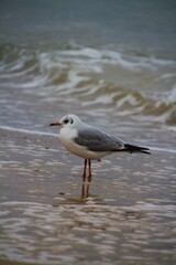 Fototapeta premium White Gray seagull on the beach