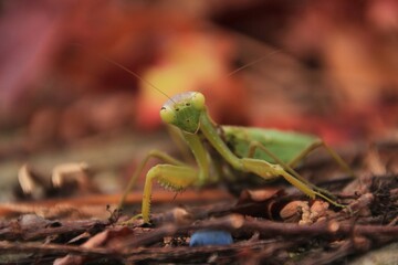 praying mantis posing on a colored background