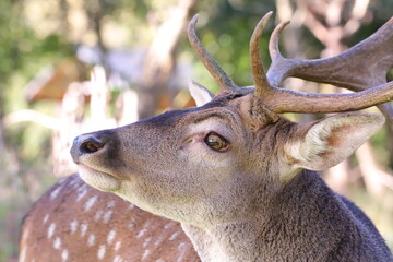 close-up of a young fallow deer's head looking at the camera