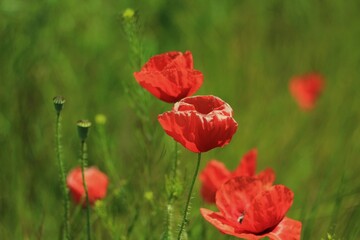 red flowers poppies  grows in a green field 
