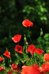 Obraz premium red poppies in the garden