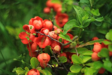 red flowers on a branch with green leaves 