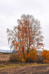 a birch tree by a field in fall