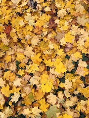 autumn leaves background