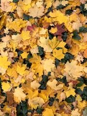 autumn leaves background