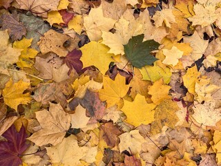 Autumn foliage in the park