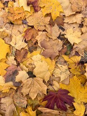 Autumn foliage in the park