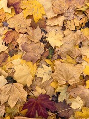 Beautiful colorful autumn leaves