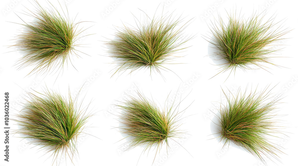 Aufkleber collection of isolated tussocks of grass on a transparent background generative ai