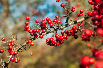 Clusters of red berries in the sunlight the background is blurred