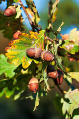 Obraz premium Acorns are illuminated by the sun surrounded by oak leaves in the background the blue sky background is blurred