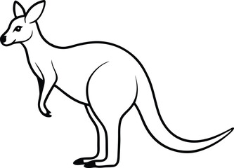 kangaroo illustration vector 