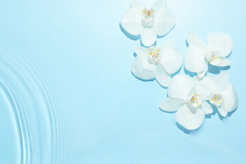 Beautiful orchid flowers in water on light blue background, flat lay. Space for text