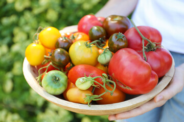 Woman holding bowl of different fresh tomatoes outdoors, closeup