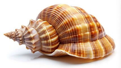 Obraz premium Large conch shell resting on white surface, highlighting its intricate patterns and textures