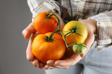 Woman holding fresh wet tomatoes on grey background, closeup
